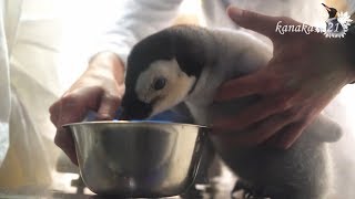 AWS 2017エンペラーペンギンの赤ちゃん給餌の様子Baby emperor penguin [upl. by Kcirrek]