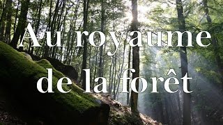 Au royaume de la forêt [upl. by Nylear]