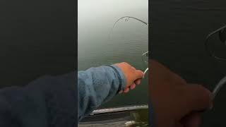 movements that turn on followers bassfishing fishing lakefishing anglers [upl. by Karola]