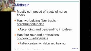 anatomy physiology chapter 11 part 2 [upl. by Htrowslle]