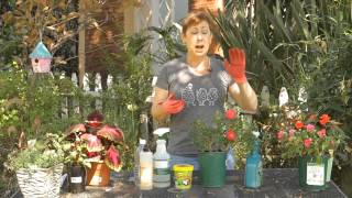 How to Get Rid of Greenfly on Roses  Garden Space [upl. by Allit]