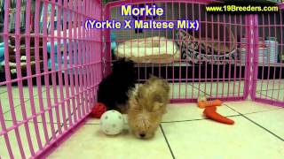 Morkie Puppies For Sale In Butte Silver Bow Montana MT Helena Havre Kalispell [upl. by Sedinoel]