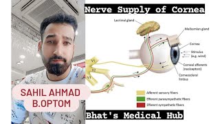 Nerve Supply of Cornea  Blood Supply of cornea  Nourishment Of cornea  Anatomy of Cornea medical [upl. by Monahon]