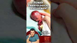 Formation of Embryo  Steps involved in Human Embryological development  neet biology science [upl. by Edva852]