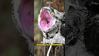 Potoo  The Ghost Bird shorts facts birds [upl. by Eilyk570]