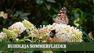 Buddleja Sommerflieder ein invasiver Neophyt  Folge 12 [upl. by Esilegna301]