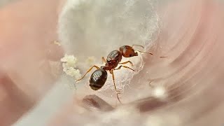 Pheidole pilifera  Colony progression [upl. by Ocer]