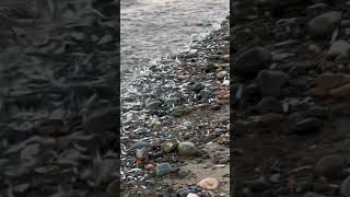 Sprats on the shoreline IOM fish georgeharrison sprat beach shore nature wildlife lowtide [upl. by Delacourt828]