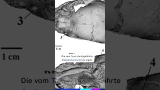 Forscher finden SäbelzahntigerBaby im Permafrost 😮 20min news säbelzahntiger entdeckungen [upl. by Garaway]