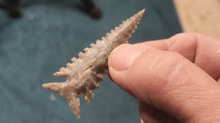 1665  Flintknapping Serrated Anaqua Point [upl. by Esekram]