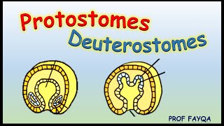 Protostomes Vs Deuterostomes [upl. by Itsim]