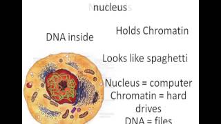 The Cells Nucleus  A Level Biology [upl. by Ianej]