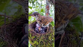 Mother bird and father bird are feeding their young in the rain nature shorts [upl. by Cara]