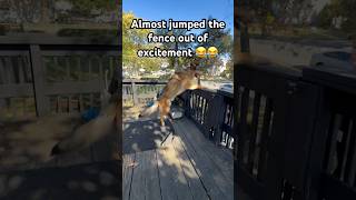 Dog almost jumped over fence after seeing owner🥺 cat catlover doglover dogowner dog dogs [upl. by Aryahay]