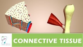 CONNECTIVE TISSUE PART 01 [upl. by Ot]