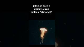 Jellyfish Fact Statocyst Helps Sense of Gravity and Blance shorts [upl. by Salena416]