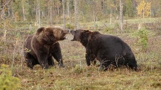 Intense Scrap Between Two Brown Bears [upl. by Adohr841]