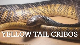 YELLOW TAILED CRIBOS and how to keep them [upl. by Hite]