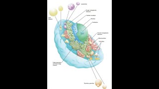 5 General HistologyNucleusfor dental students [upl. by Chad]