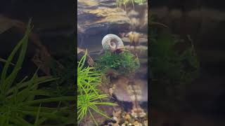 Blue Ramshorn rides Subwassertang ramshornsnails subwassertang moss [upl. by Fellows674]