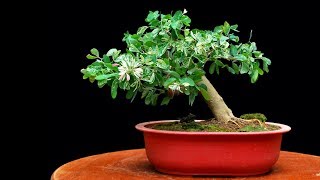 My Shohin Bonsai Pithecellobium Dulce [upl. by Adian]