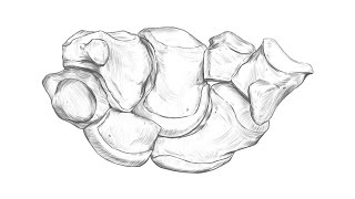 Anatomy Drawing timelapse carpal bones [upl. by Rehpetsirhc]