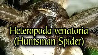 Heteropoda venatoria Huntsman Spider [upl. by Suckow]