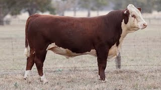 Lot 73 DAYT017 Days Whiteface 2024 [upl. by Mair]