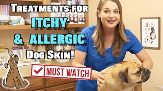 Treat Itchy and Allergic Dog Skin  MUST WATCH [upl. by Yer]