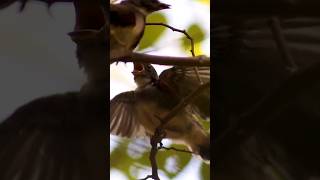 Baby Pied Fantail Waiting for FOOD from Mom and Dadកូនកញ្ជាក់ស្លាខ្មៅសចាំម៉ែមកពីផ្សារ [upl. by Lambertson]