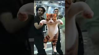 love aqeel whatsappstatus funny tamashaseason3anumwajiha trending viralvideos shortvideos [upl. by Allesor400]