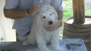 3Tutorial Pulizia e toeletta del cane da pastore maremmano abruzzese [upl. by Shaum]