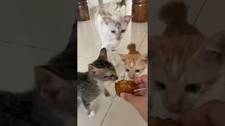 Kitten food is likely to be delicious 😸😻CatMom Kittens Purrfect Cat RescueCats TabbyCat [upl. by Riccio]