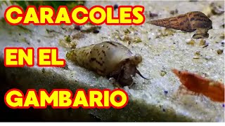 Caracoles Tuberculata en el Gambario [upl. by Pass76]