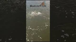 Tailing RedFish Caught Artificial artificial inshorefishing redfish marshfish catchingfish [upl. by Eileme]