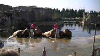 Dolfinarium walrussen show [upl. by Alebasi]