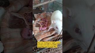 Different pet for you Albino Rats with babys\\ available muralipet rat pets [upl. by Dorej]