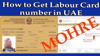 How to get labour card number if not getting from mohre app [upl. by Magdalene108]