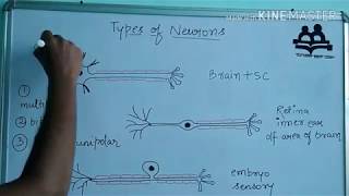 Types of neuronspseudounipolar bipolar multipolar [upl. by Balliett495]