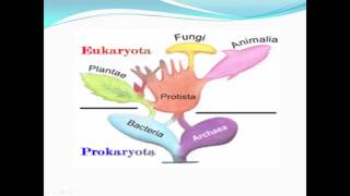 biologie cellulaire [upl. by Evania]