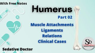 Humerus Bone Part 2  Muscle Ligaments  Clinical Anatomy  Explained easily [upl. by Ettevets799]