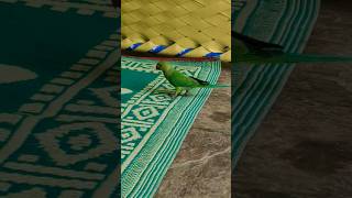 parrot sounds for parrotsparrotparrot parrots birds macawsworld redfrontedmacaw petbird cute [upl. by Yrtsed]