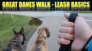 Great Danes Take a Walk LEASH BASICS [upl. by Airdnas621]