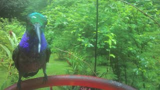 Backyard Birds 25  Hummingbirds and Bananaquit battle honey bees for food hummingbird bananaquit [upl. by Oderfodog440]