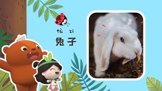 幼儿科普丨认识动物  原来兔子不爱吃胡萝卜  Learn from Nature丨Kids Cartoons ENG CC [upl. by Assenaj783]