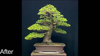 Bonsai Pinus parviflora quotzuishoquot  timelapse [upl. by Yriek]