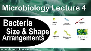 Microbiology lecture 4  bacteria size shape and arrangement [upl. by Herrle]