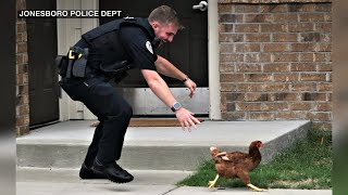 Police pursue unusual suspect in Arkansas a chicken [upl. by Nare332]