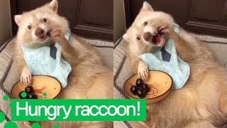 Cute Raccoon Eats Cherries  Raccoons are Awesome [upl. by Anees]