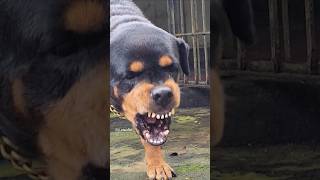 dog barking loudly angrypuppy cuteanimal angrydog cutepuppy pets angrypets rottweilerpuppy [upl. by Letha]